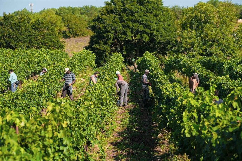 Picture 2 for Activity Puglia/Bari: A bike experience among vineyards and wineries