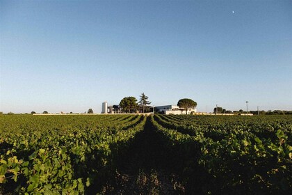 Puglia/Bari: A bike experience among vineyards and wineries