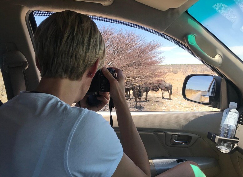 Picture 1 for Activity Etosha 4x4 Open Private Safari Full Day