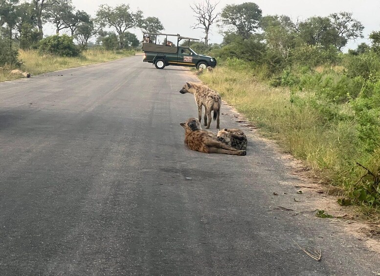 Picture 4 for Activity Etosha 4x4 Open Private Safari Full Day