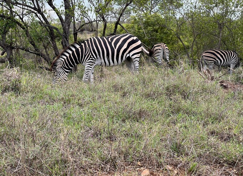 Picture 5 for Activity Etosha 4x4 Open Private Safari Full Day