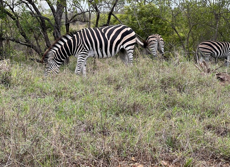 Picture 5 for Activity Etosha 4x4 Open Private Safari Full Day