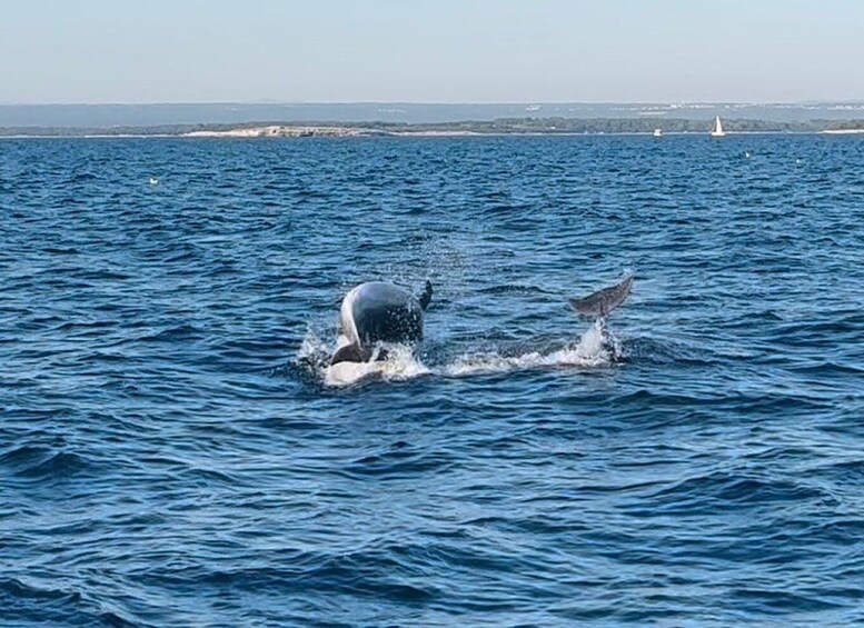 Picture 7 for Activity Pula: Dolphin-Watching Cruise at Sunset with Dinner & Drinks