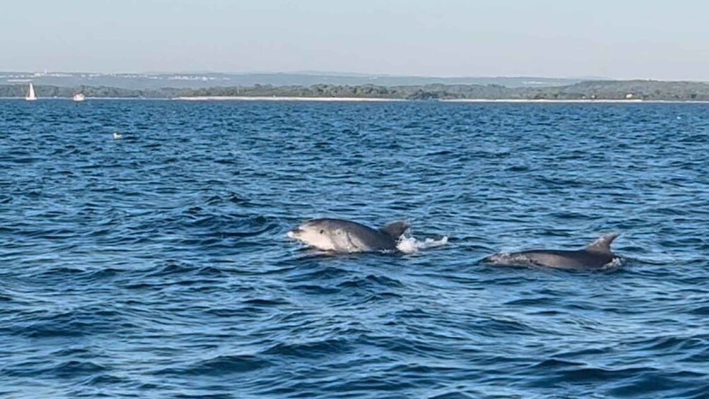 Picture 5 for Activity Pula: Dolphin-Watching Cruise at Sunset with Dinner & Drinks