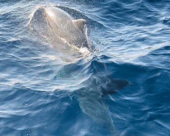 Picture 2 for Activity Pula: Dolphin-Watching Cruise at Sunset with Dinner & Drinks