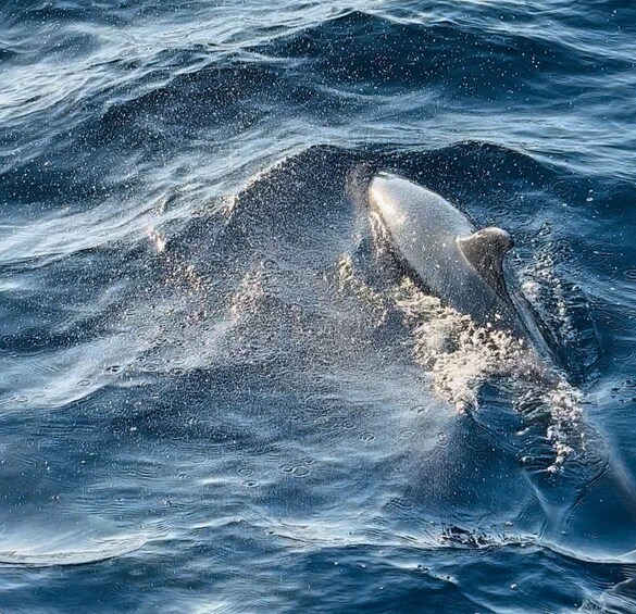 Picture 6 for Activity Pula: Dolphin-Watching Cruise at Sunset with Dinner & Drinks