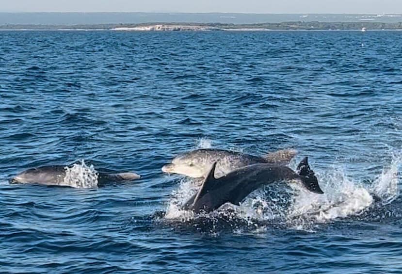 Picture 3 for Activity Pula: Dolphin-Watching Cruise at Sunset with Dinner & Drinks