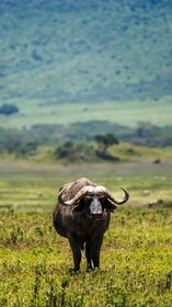 Fra Arusha: 5-dagers tur til Tarangire, Lake Manyara og Ngorongoro