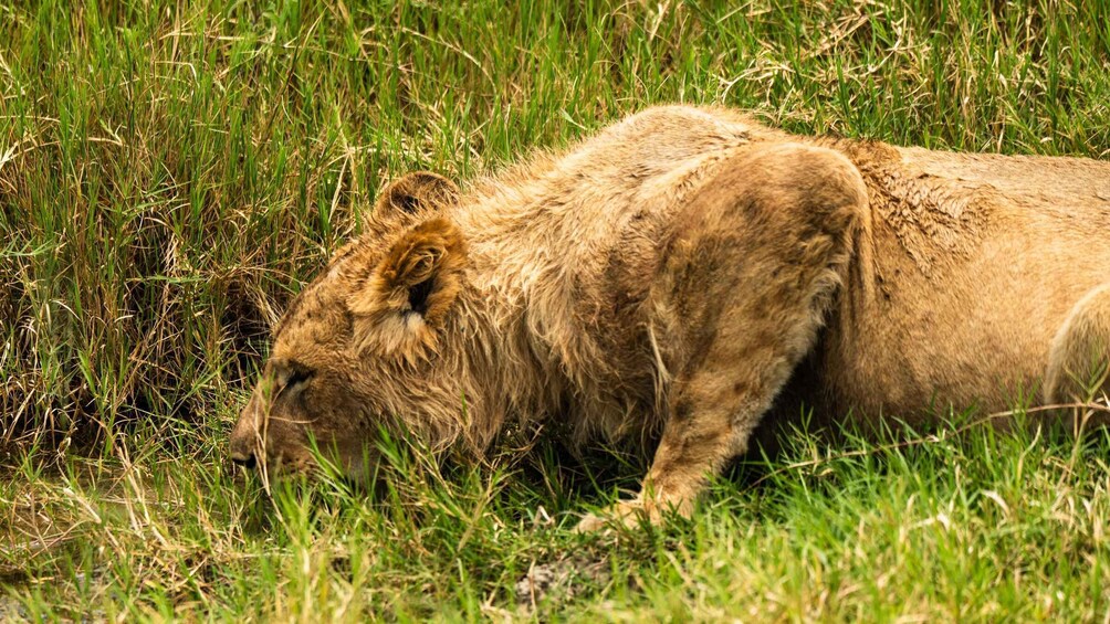 Picture 1 for Activity From Arusha: 5-Day Tarangire, Lake Manyara & Ngorongoro Tour