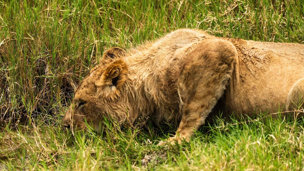 Picture 1 for Activity From Arusha: 5-Day Tarangire, Lake Manyara & Ngorongoro Tour