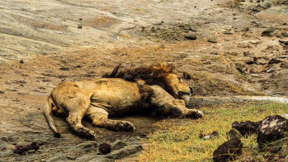 From Arusha: 5-Day Tarangire, Lake Manyara & Ngorongoro Tour