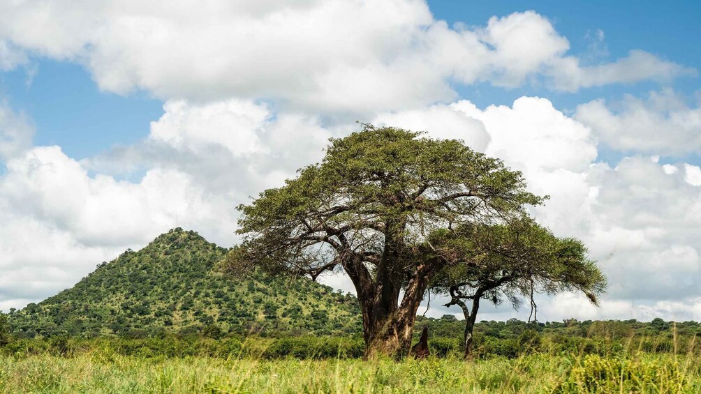Picture 39 for Activity From Arusha: 5-Day Tarangire, Lake Manyara & Ngorongoro Tour