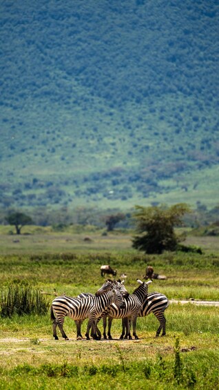 Picture 109 for Activity From Arusha: 5-Day Tarangire, Lake Manyara & Ngorongoro Tour