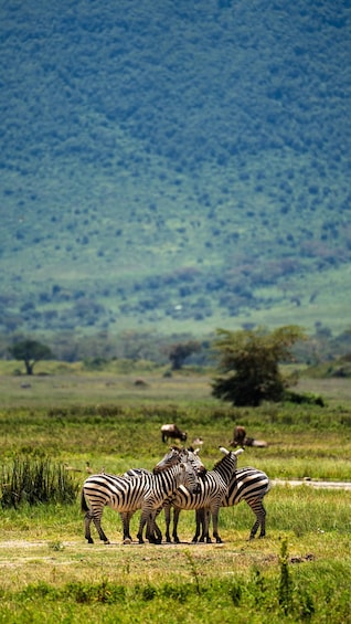 Picture 109 for Activity From Arusha: 5-Day Tarangire, Lake Manyara & Ngorongoro Tour