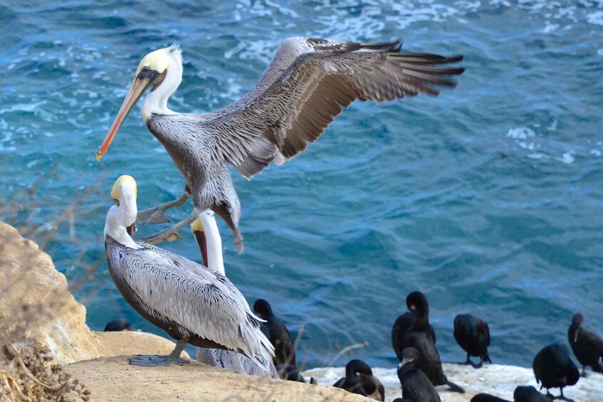 Picture 3 for Activity A Seaside Stroll: La Jolla's Hidden Treasures Walking Tour