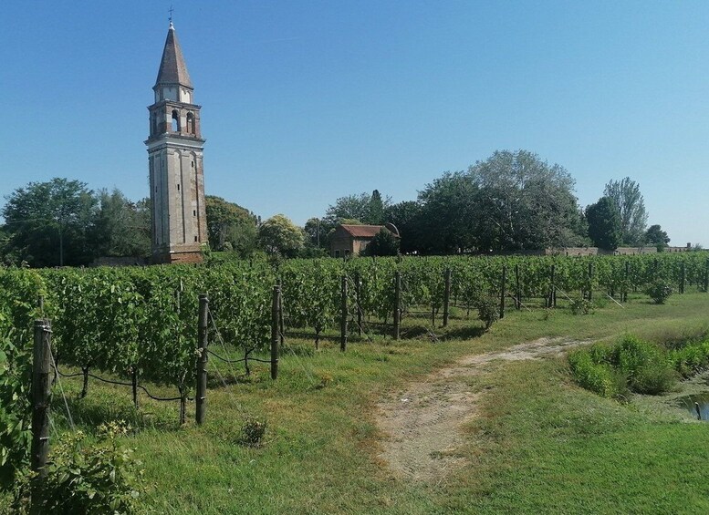 Picture 7 for Activity The islands of Venice. Torcello Burano Murano