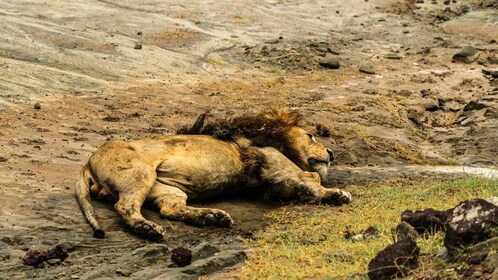 Von Sansibar aus: 4 Tage Safari und der atemberaubende Lake Natron