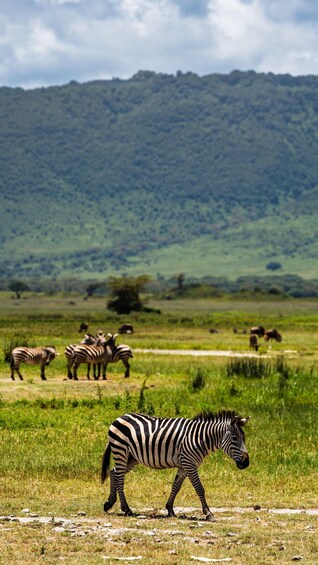 Picture 68 for Activity From Zanzibar: Safari Experience & Breathtaking Lake Natron