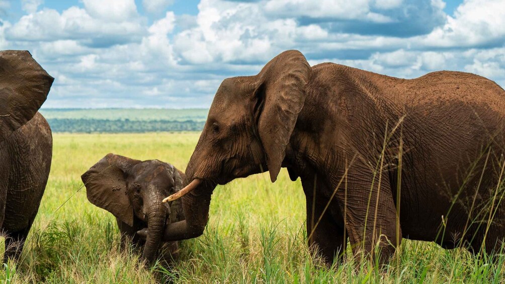 Picture 31 for Activity From Zanzibar: Safari Experience & Breathtaking Lake Natron