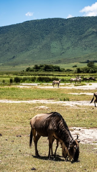 Picture 78 for Activity From Zanzibar: Safari Experience & Breathtaking Lake Natron