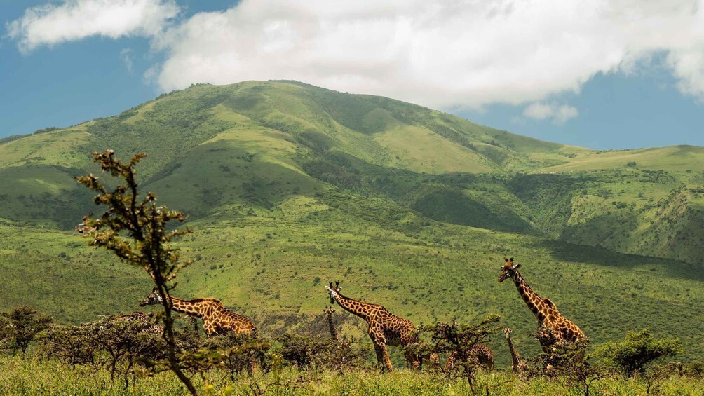 Picture 80 for Activity From Zanzibar: Safari Experience & Breathtaking Lake Natron