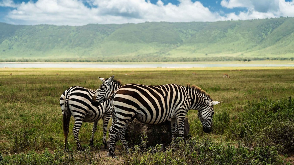 Picture 76 for Activity From Zanzibar: Safari Experience & Breathtaking Lake Natron