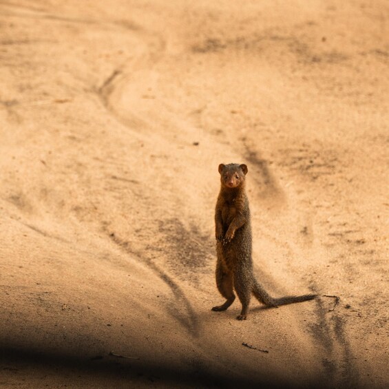 Picture 23 for Activity From Zanzibar: Safari Experience & Breathtaking Lake Natron