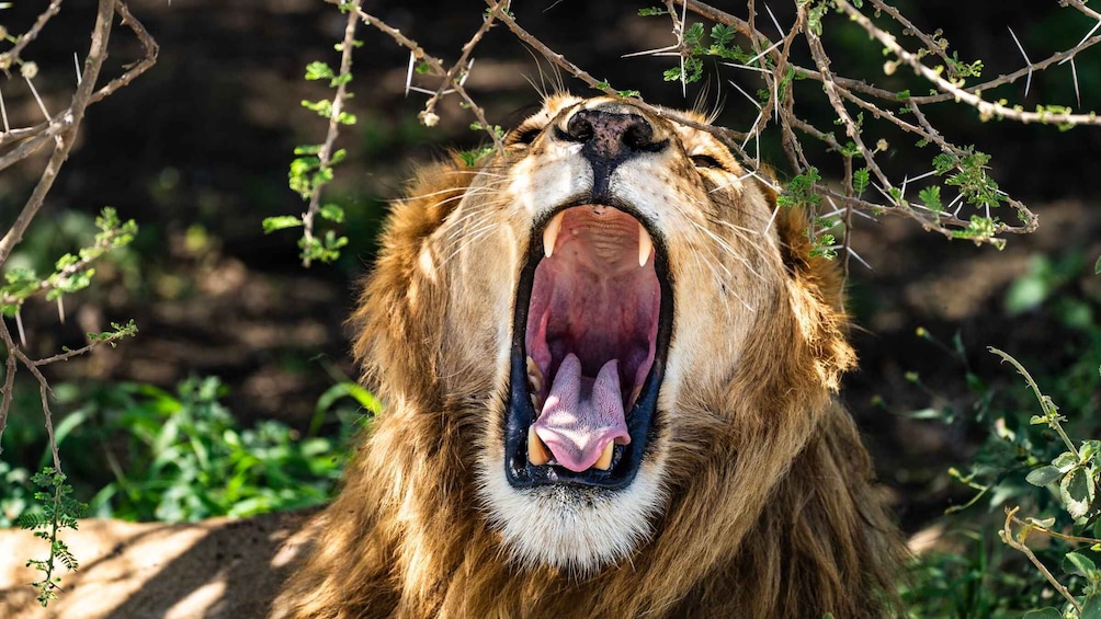 Picture 2 for Activity From Zanzibar: 4 days Breathtaking Lake Natron Safari trip