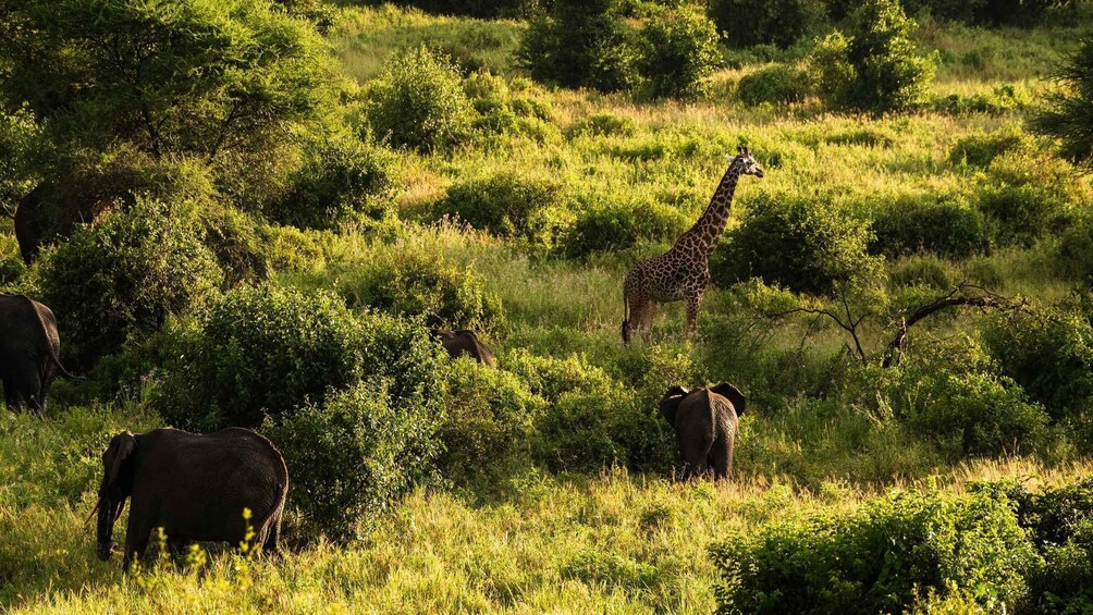 Picture 37 for Activity From Zanzibar: Safari Experience & Breathtaking Lake Natron