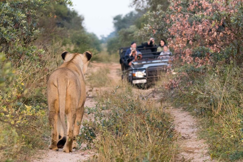 Picture 4 for Activity Private Full Day Safari Adventure in Addo National Park