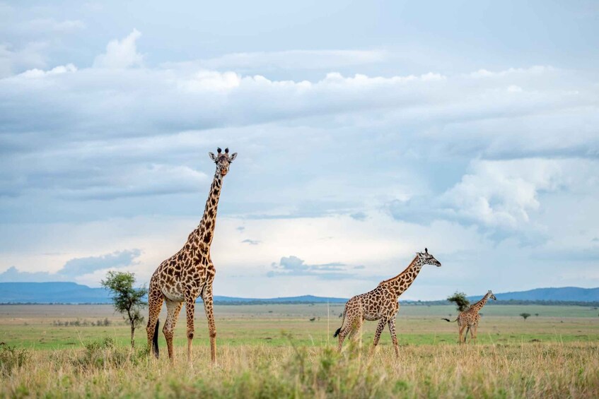 Picture 3 for Activity Private Full Day Safari Adventure in Addo National Park