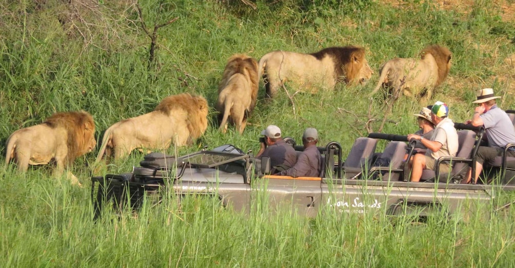 Private Full Day Safari Adventure in Addo National Park