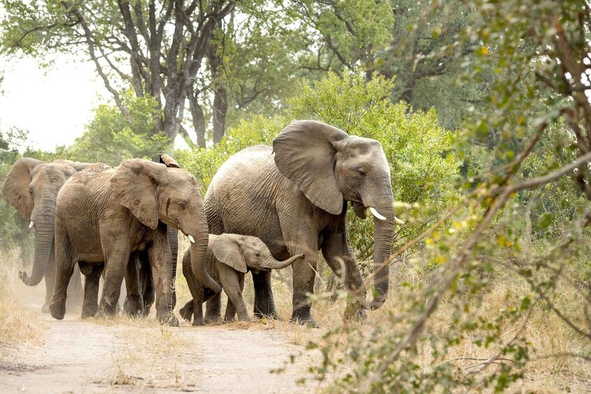 Picture 6 for Activity Private Full Day Safari Adventure in Addo National Park