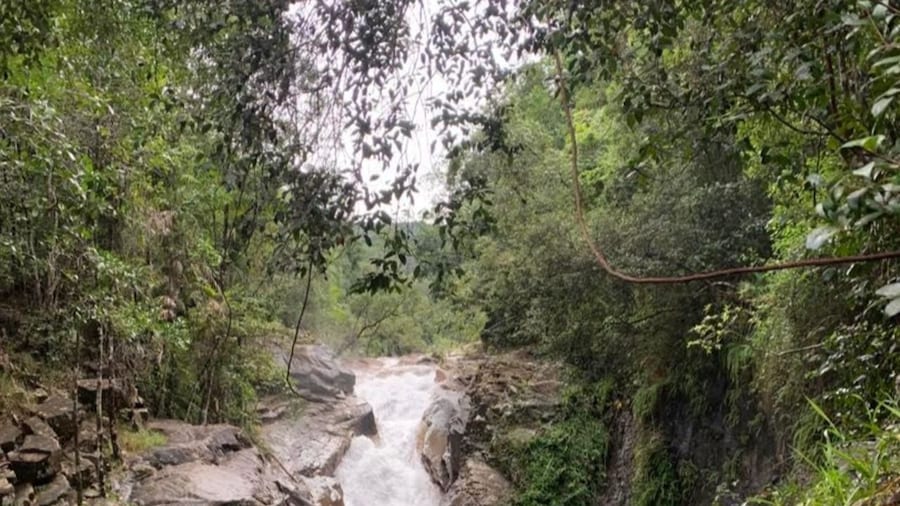 Mackay: Finch Hatton Gorge Hike, Swim & Platypus Adventure