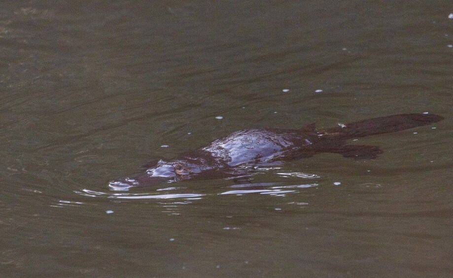 Picture 4 for Activity Mackay: Finch Hatton Gorge Hike, Swim & Platypus Adventure