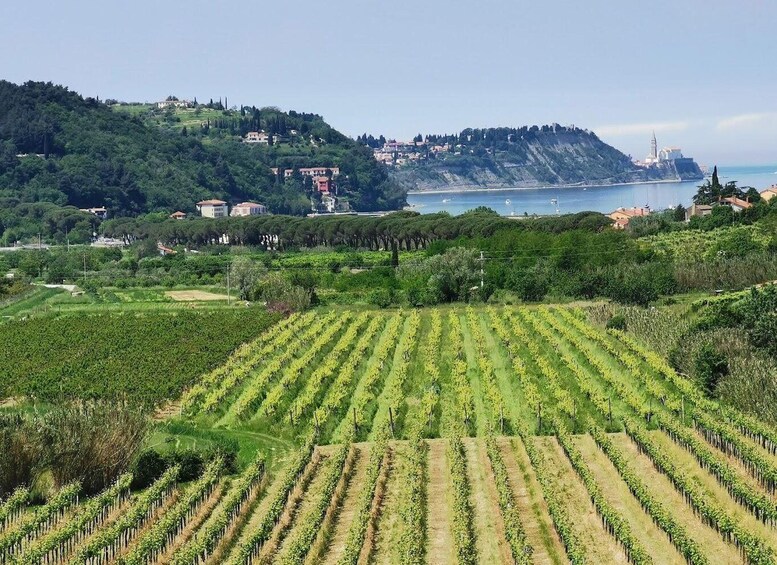 Picture 4 for Activity Piran: 5-Course Boutique Food Tour with Electric Bikes