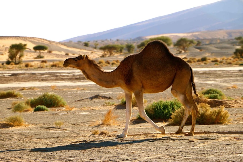Picture 25 for Activity Private 2-Day Camel Trekking with All Inclusive Luxury Camp
