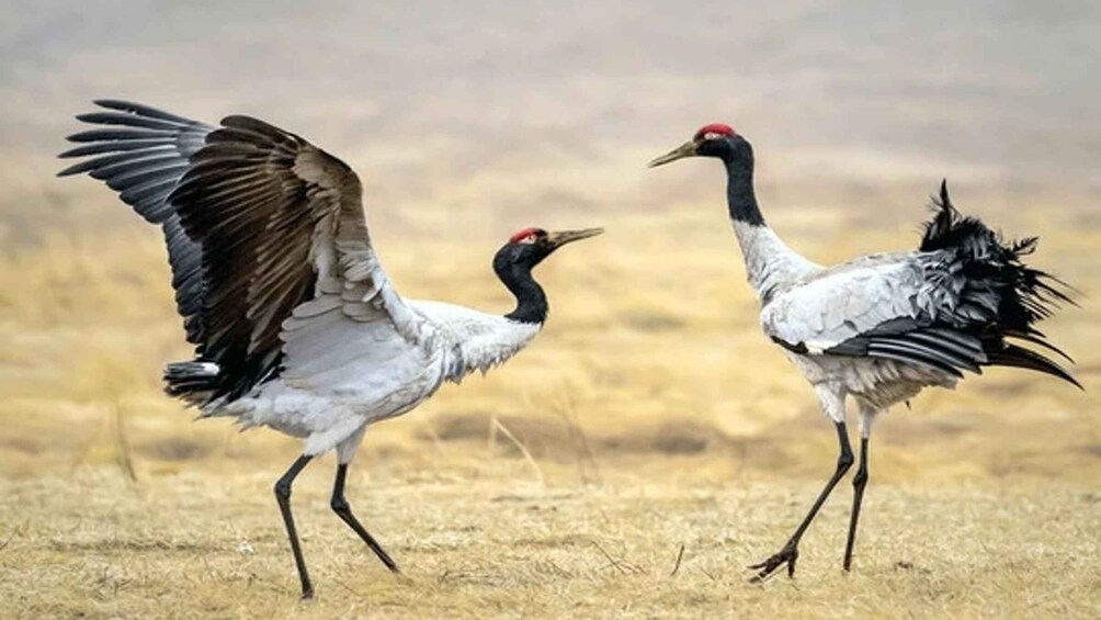 Picture 3 for Activity Black necked Crane Festival in Bhutan 2024