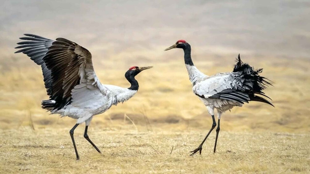 Picture 3 for Activity Black necked Crane Festival in Bhutan 2024