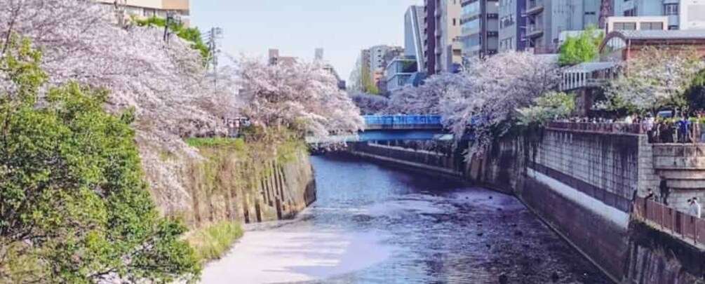 Picture 7 for Activity Licensed Guide Tokyo Meguro Cherry Blossom Walking Tour