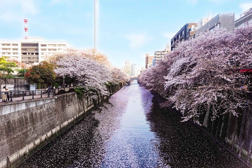 Licensed Guide Tokyo Meguro Cherry Blossom Walking Tour