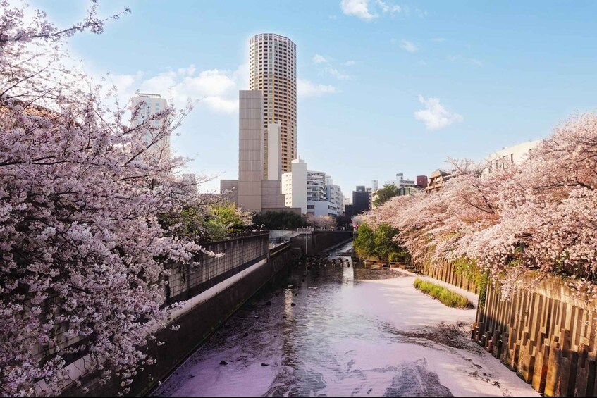 Picture 3 for Activity Licensed Guide Tokyo Meguro Cherry Blossom Walking Tour