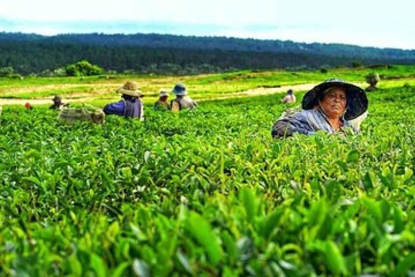 Picture 7 for Activity Mauritius: Tea, Rum and Vanilla Route with Lunch and Pickup