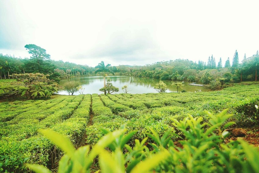 Picture 2 for Activity Mauritius: Tea, Rum and Vanilla Route with Lunch and Pickup