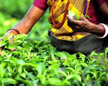 Mauritius: Te-, rom- og vaniljerute med frokost og afhentning