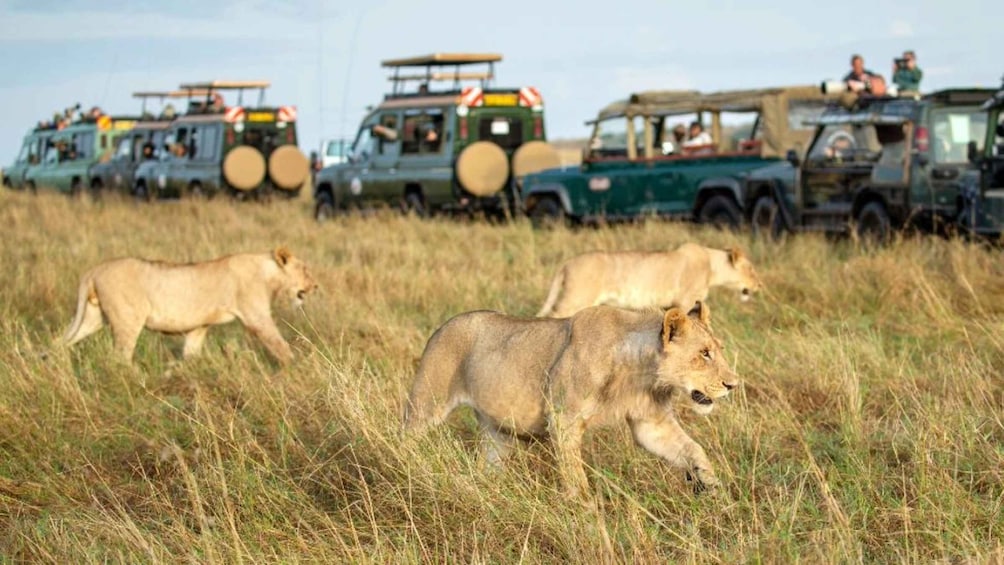 Picture 12 for Activity Kenya: 5 Days of Lake Nakuru & Masai Mara