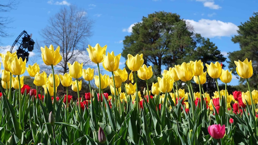 Canberra: Guided Tour of Floriade Festival with Transfers