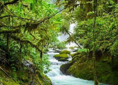 Da San Jose: Tour del giardino delle cascate e della foresta pluviale di La...