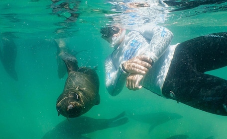 Plettenberg Bay: Swim with the Seals