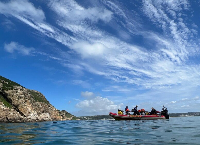 Picture 12 for Activity Plettenberg Bay: Swim with the Seals